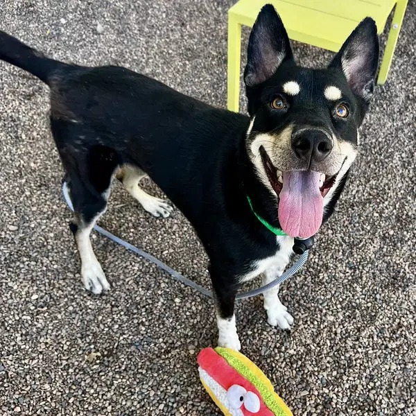 Cowboy - Husky