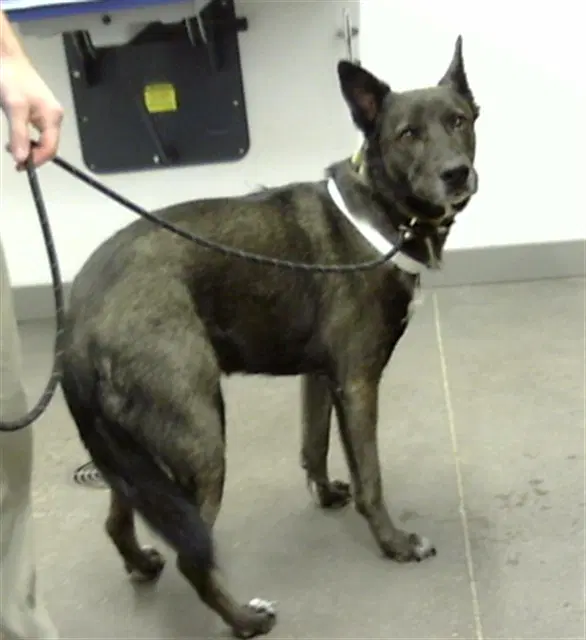 Jumanji - Belgian Shepherd Malinois