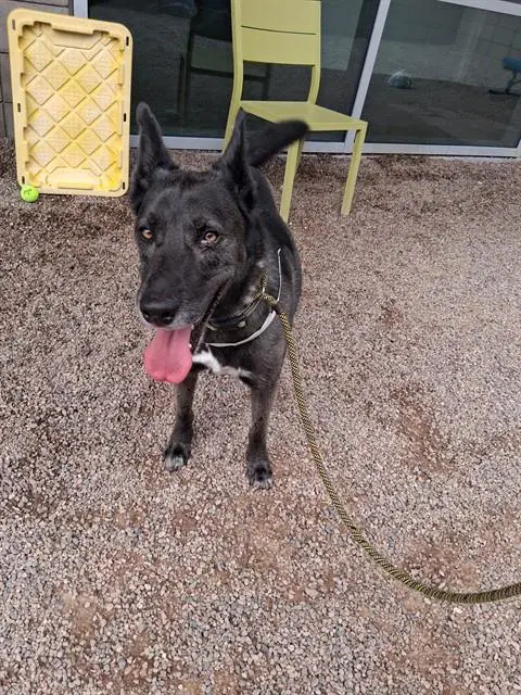 Jumanji - Belgian Shepherd Malinois