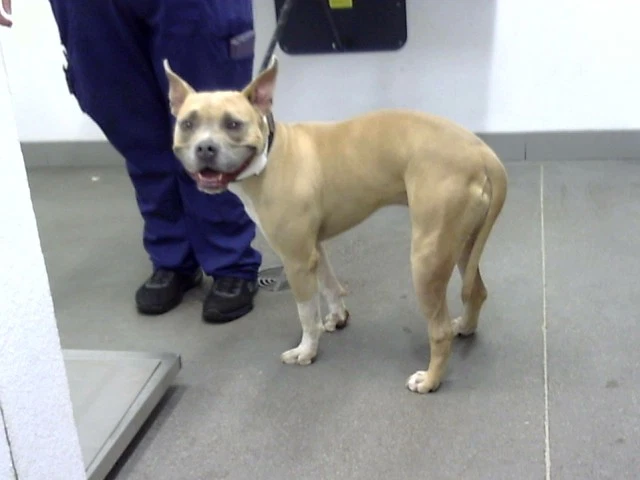 Scooby