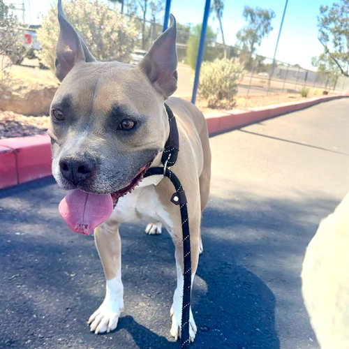 SCOOBY, a dog for adoption from Maricopa County Animal Care & Control - East Valley Animal Care Center