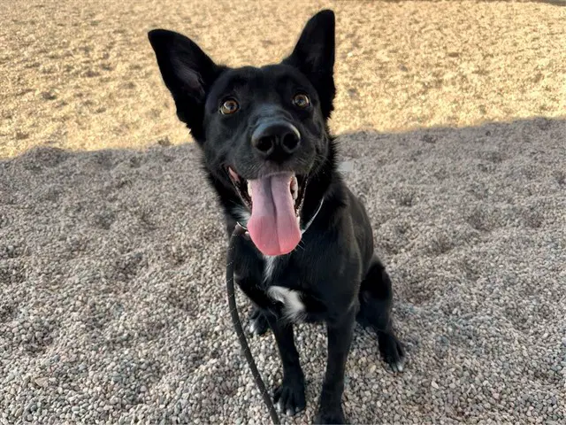 Ash - German Shepherd Dog