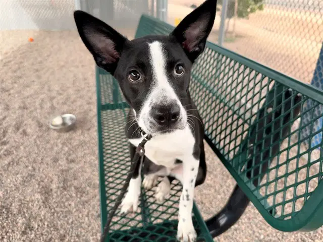 Scout - Border Collie