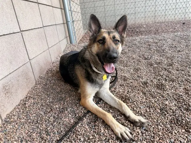 Mary Anne - German Shepherd Dog