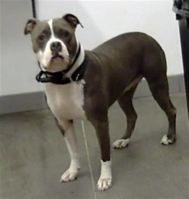 Miel - Staffordshire Bull Terrier