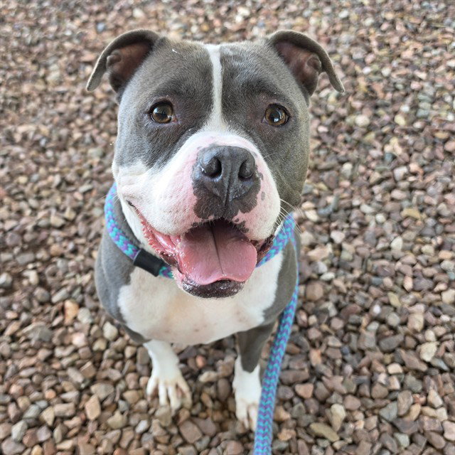 MIEL