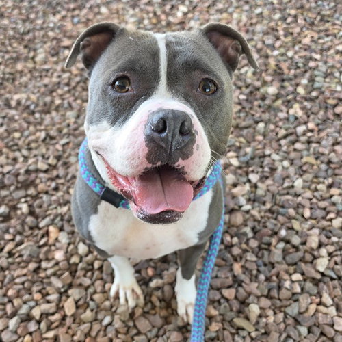 MIEL, a dog for adoption from Maricopa County Animal Care & Control - East Valley Animal Care Center