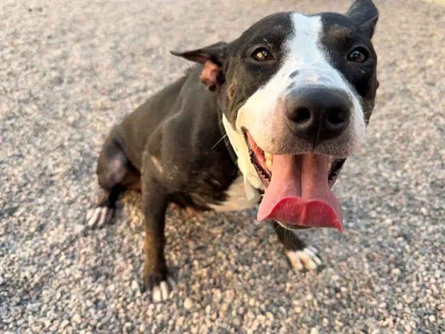 Baby - American Pit Bull Terrier