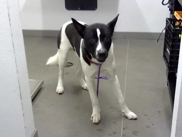 Sulley - Akita
