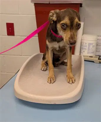 Tiny - Chihuahua