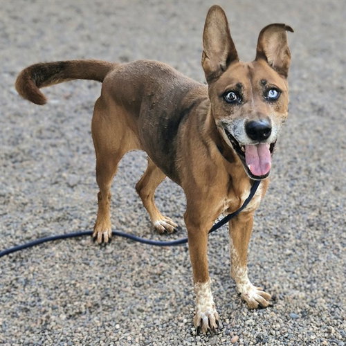 BAXTER, a dog for adoption from Maricopa County Animal Care & Control - East Valley Animal Care Center