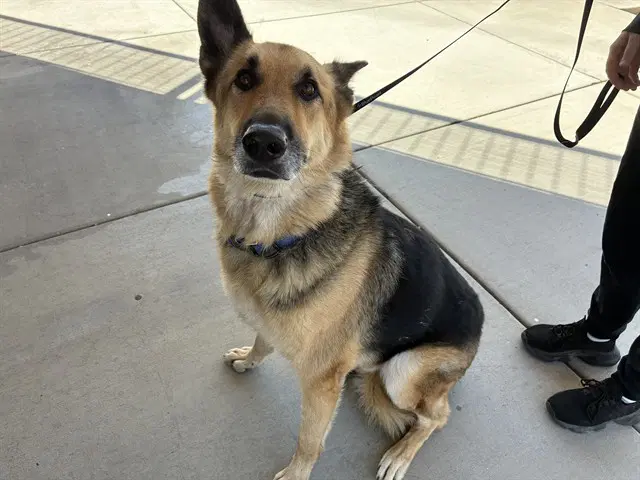 Saint - German Shepherd Dog