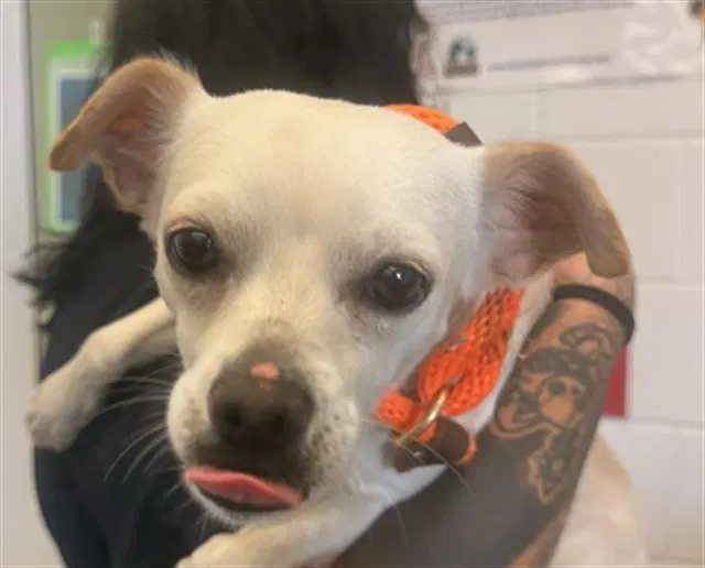 Koby - Chihuahua