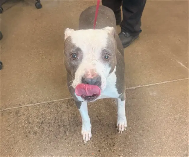 Kiwi - American Pit Bull Terrier