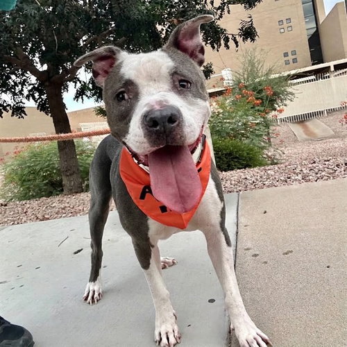 KIWI, a dog for adoption from Maricopa County Animal Care & Control - East Valley Animal Care Center