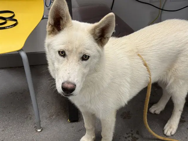 Persephone - Husky