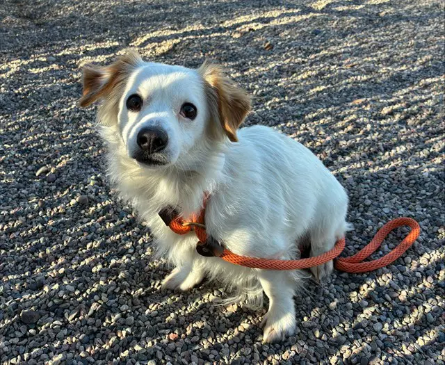 Hamilton - Chihuahua