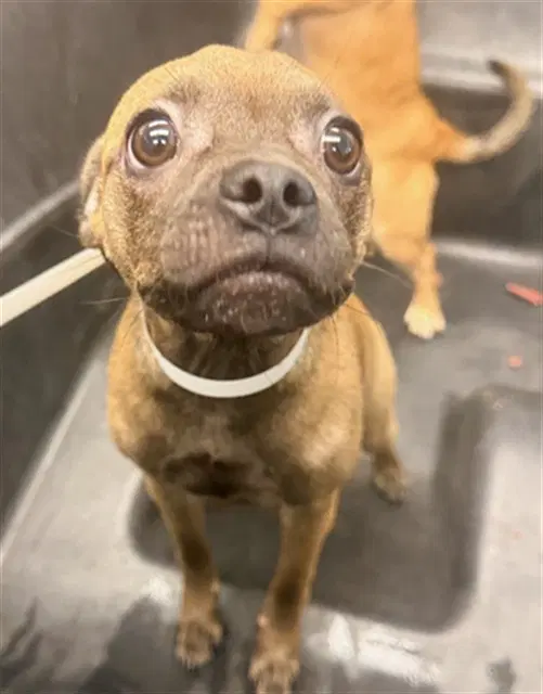 Kimmy - Pug