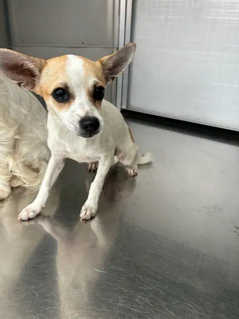 Shortcake - Chihuahua