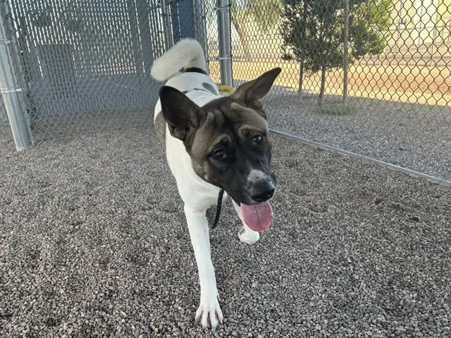 Thalia - Akita
