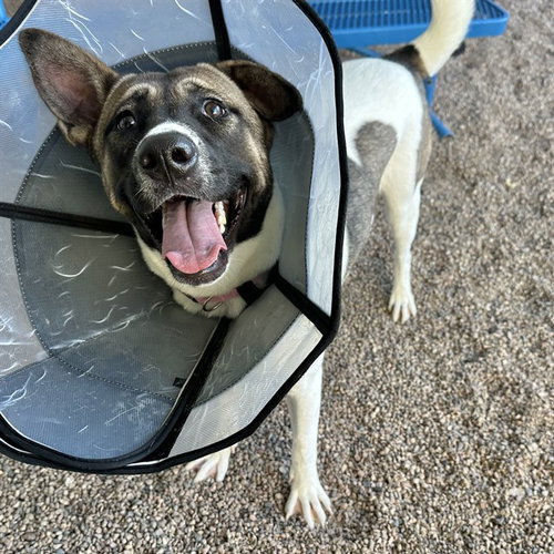 THALIA, a dog for adoption from Maricopa County Animal Care & Control - East Valley Animal Care Center