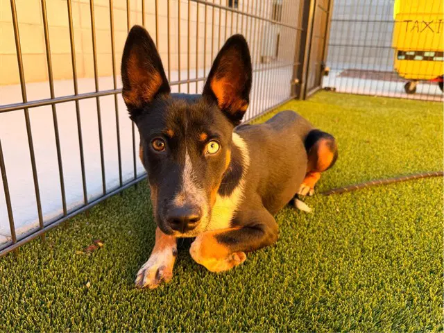 Luca - Australian Cattle Dog/Blue Heeler