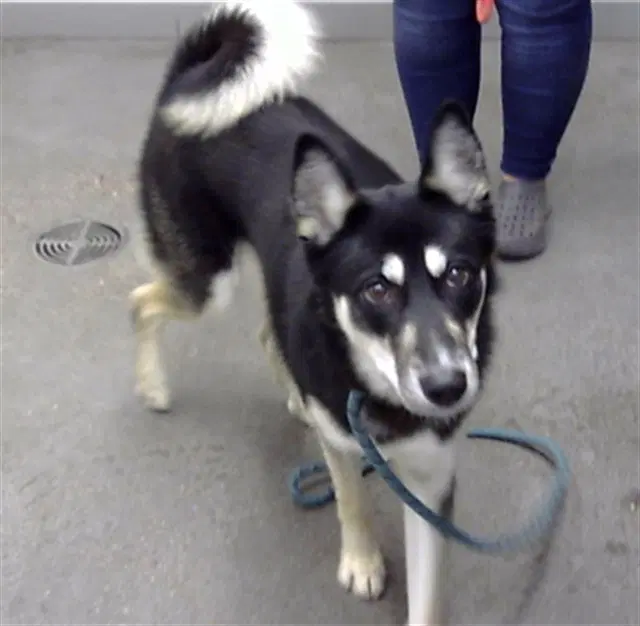 Tony Hawk - Siberian Husky