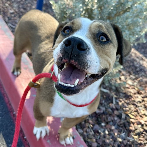 PUMPKIN, a dog for adoption from Maricopa County Animal Care & Control - East Valley Animal Care Center