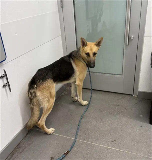 Ander - German Shepherd Dog