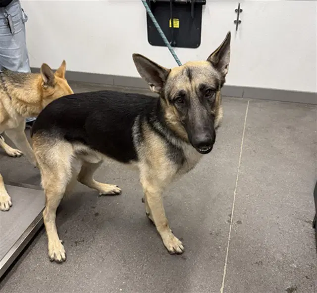 Bingus - German Shepherd Dog