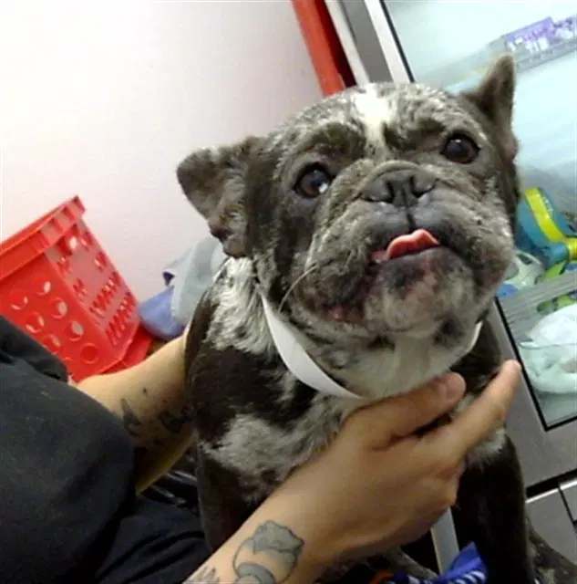 Strudel - French Bulldog