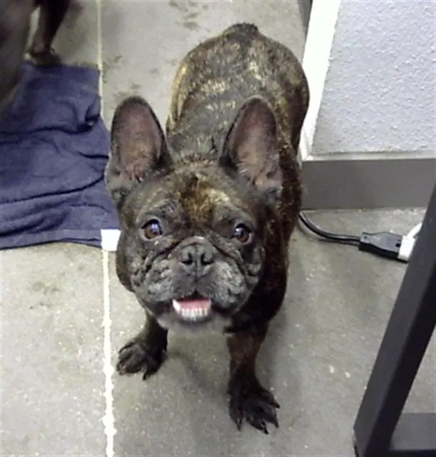 Karpatka - French Bulldog