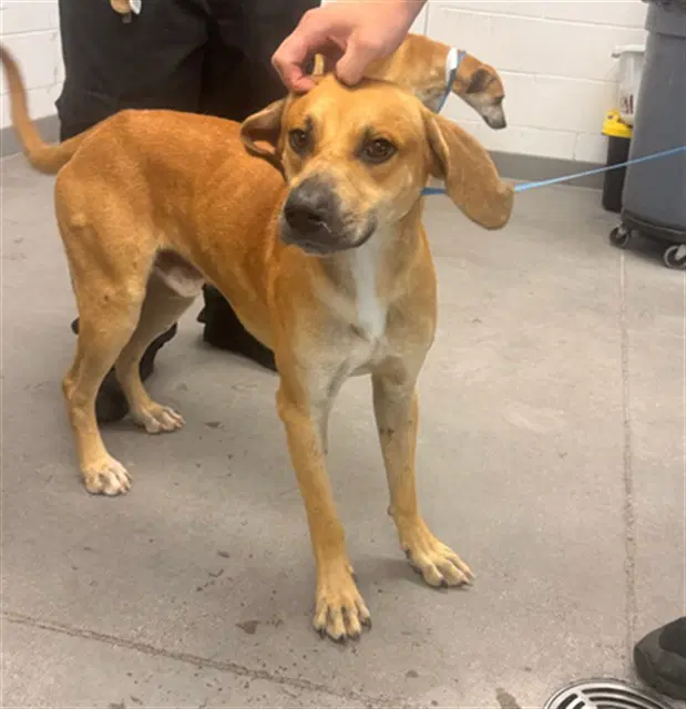 Keith - Black Mouth Cur