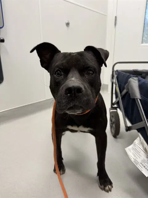Klaus - American Pit Bull Terrier