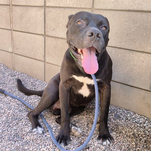 KLAUS, a dog for adoption from Maricopa County Animal Care & Control - East Valley Animal Care Center