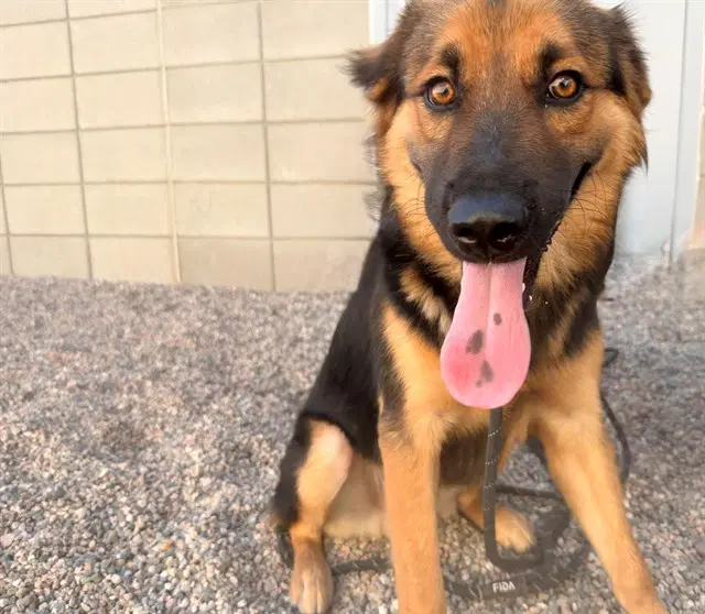Doubloon - German Shepherd Dog