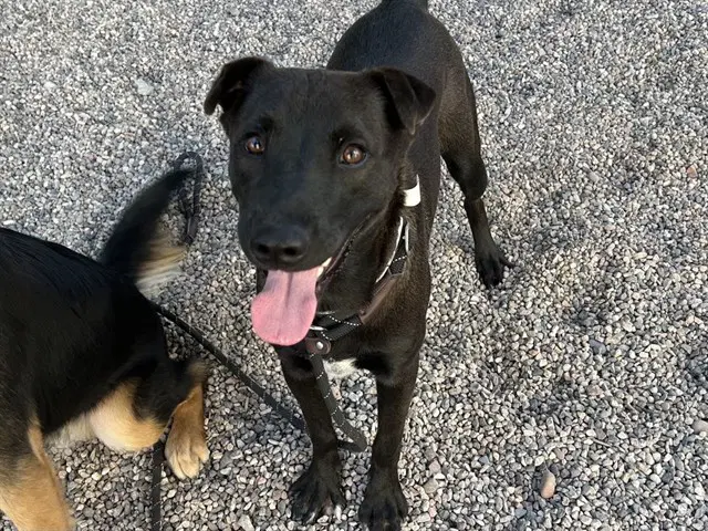 Token - American Pit Bull Terrier