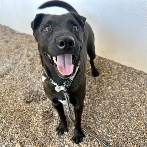 TOKEN, a dog for adoption from Maricopa County Animal Care & Control - East Valley Animal Care Center