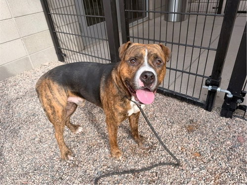 MORTAR, a dog for adoption from Maricopa County Animal Care & Control - East Valley Animal Care Center