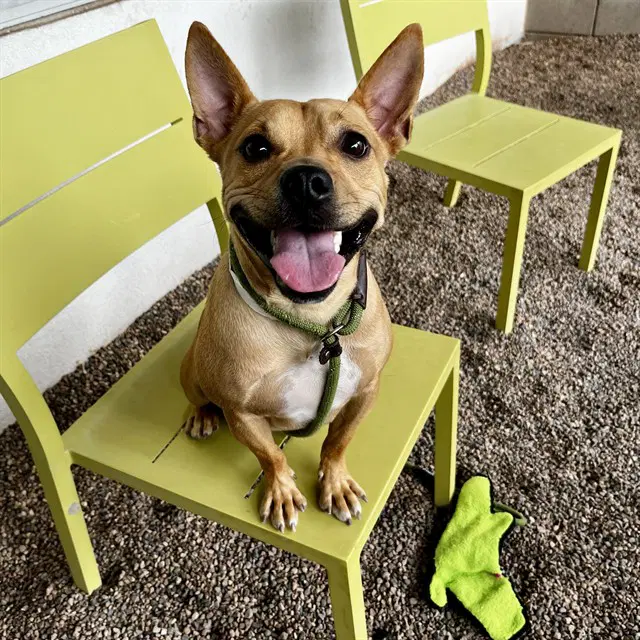 Badger - American Pit Bull Terrier