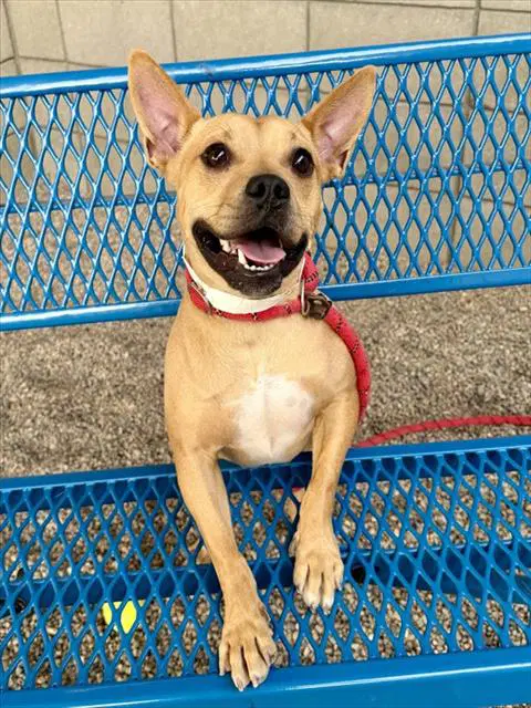 Badger - American Pit Bull Terrier