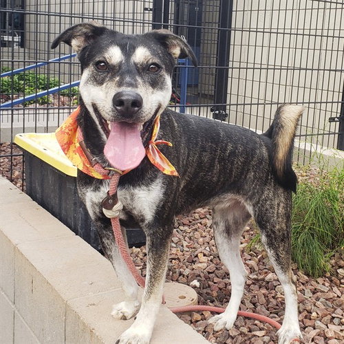 FINCH, a dog for adoption from Maricopa County Animal Care & Control - East Valley Animal Care Center