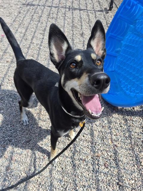 HAZEL, a dog for adoption from Maricopa County Animal Care & Control - East Valley Animal Care Center