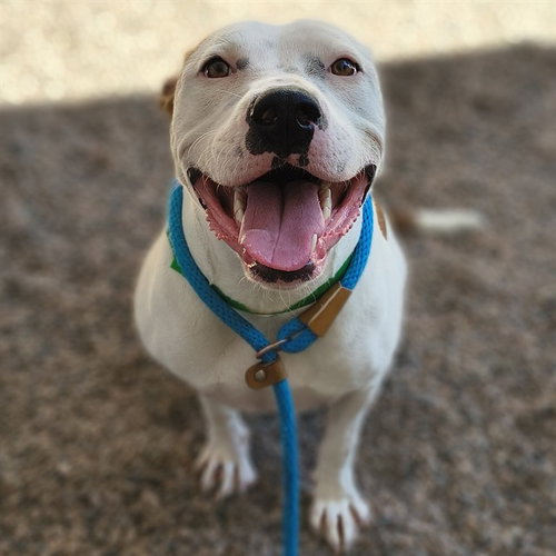 AMY, a dog for adoption from Maricopa County Animal Care & Control - East Valley Animal Care Center