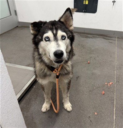 LILLY, a dog for adoption from Maricopa County Animal Care & Control - East Valley Animal Care Center