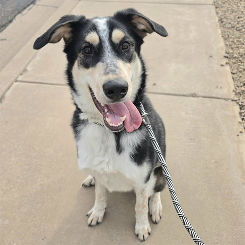 NOVI, a dog for adoption from Maricopa County Animal Care & Control - East Valley Animal Care Center