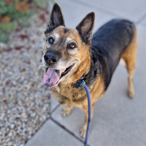 ZOE, a dog for adoption from Maricopa County Animal Care & Control - East Valley Animal Care Center