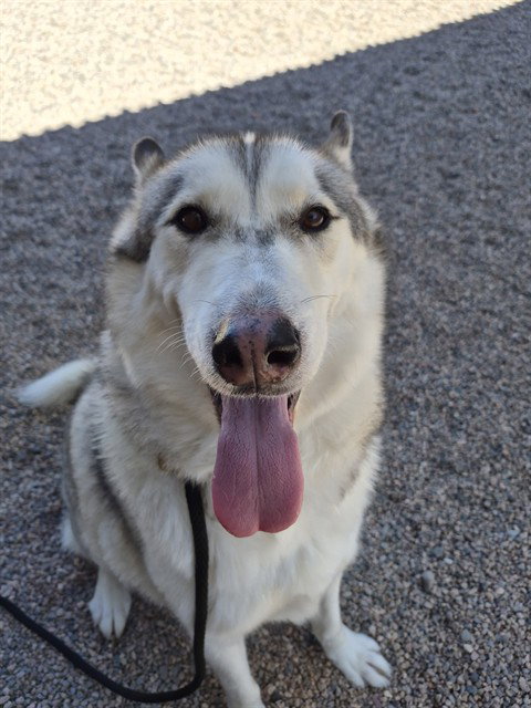 BANDIT, a dog for adoption from Maricopa County Animal Care & Control - East Valley Animal Care Center