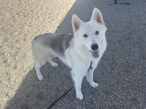 KEVIN, a dog for adoption from Maricopa County Animal Care & Control - East Valley Animal Care Center