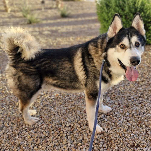 LEDGER, a dog for adoption from Maricopa County Animal Care & Control - East Valley Animal Care Center